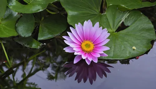 lotus on pond,water lily flower,pond flower,large water lily,giant water lily,pink water lily,water lily,waterlily,white water lily,nymphaea gigantea,water lilly,nymphaea,flower of water-lily,fragrant white water lily,water lotus,lotus ffflower,lotus pond,white water lilies,lotus flower,pink water lilies,Photography,Fashion Photography,Fashion Photography 15