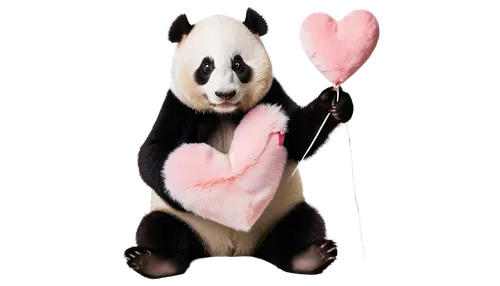 beibei,pandurevic,kawaii panda,pandeli,pandari,pandua,pandita,pandith,pandolfo,pandi,pandera,valentine background,lun,pandur,valentines day background,panda,pandjaitan,pandelis,pandher,heart stick,Photography,Black and white photography,Black and White Photography 12