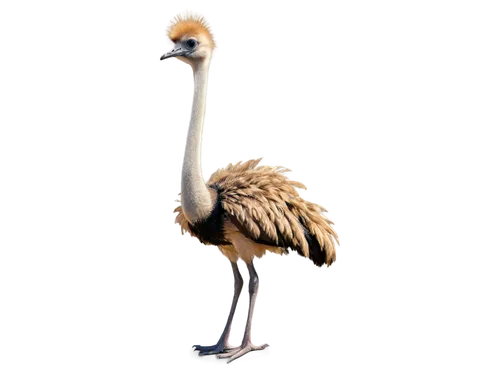 greater flamingo,grey neck king crane,ostrich,flamininus,bird png,phoenicopterus,phoenicopteridae,eastern crowned crane,red-crowned crane,grey crowned crane,phoenicopteriformes,white-naped crane,flamingo,anicetus,flamingo with shadow,keoladeo,gray crowned crane,brolga,spoonbill,emu,Conceptual Art,Sci-Fi,Sci-Fi 15