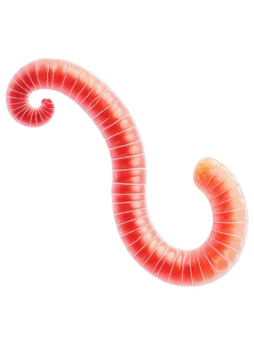 ophiusa,ercp,spiral background,flagella,micropholis,roundworms,wurm,worm,pink vector,nephron,sphyrna,uncoiled,flagellar,roundworm,pylori,ophiuchi,coiled,wormlike,sphenoidal,millipede,Illustration,Vector,Vector 12