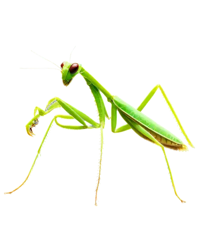 mantidae,northern praying mantis (martial art),praying mantis,mantis,grasshopper,katydid,patrol,insect,cricket-like insect,locust,loukaniko,jiminy cricket,limulidae,cricket,walking stick insect,varanidae,male model,miridae,wall,gekkonidae,Conceptual Art,Daily,Daily 18