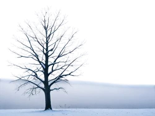 snow tree,winter tree,snowy tree,christmas snowy background,snowflake background,winter background,isolated tree,tree white,tree lights,seasonal tree,treemsnow,blue snowflake,lone tree,winterblueher,albero,winterland,christmasbackground,small tree,magic tree,hoarfrost,Art,Artistic Painting,Artistic Painting 21