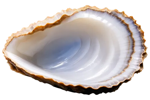 Close-up, oyster shell, solo, detailed texture, irregular shape, rough surface, pearly interior, shiny mother of pearl, soft focus background, morning light, 3/4 composition, shallow depth of field, w