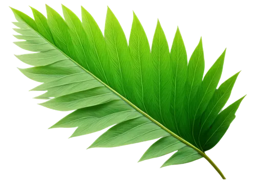 palm leaf,coconut leaf,tropical leaf,mape leaf,palm leaves,fan leaf,tropical leaf pattern,chestnut leaf,banana leaf,jungle leaf,walnut leaf,leaf background,green leaf,lotus leaf,tree leaf,fern leaf,custody leaf,leaf green,foliage leaf,banana leaf rice,Illustration,Realistic Fantasy,Realistic Fantasy 18