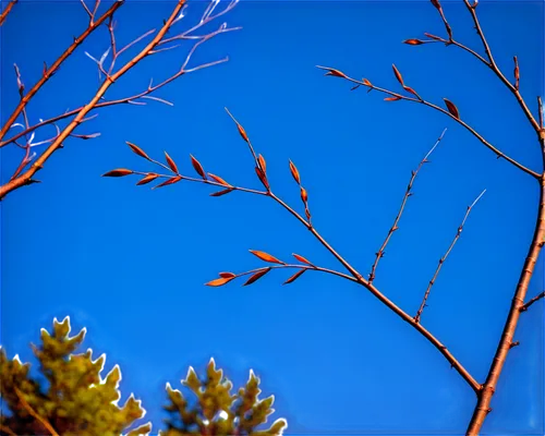 Whistling wind, gentle breeze, soft rustle sound, wispy clouds, blue sky, sunny day, subtle movement, delicate trees, swaying branches, tender leaves, morning atmosphere, warm lighting, 3/4 compositio