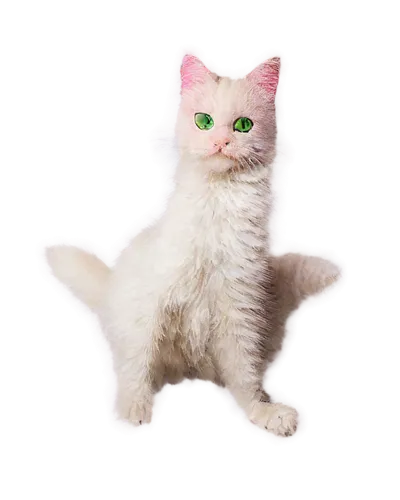 pink cat,kittenish,cat vector,doll cat,mew,chiffon,suara,white cat,minurcat,transparent background,murgatroyd,kittikachorn,cats angora,persianized,cat kawaii,breed cat,kittner,deformations,3d model,vencat,Art,Classical Oil Painting,Classical Oil Painting 29