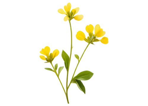 trollius download,hieracium,flowers png,greater celandine,tulipa sylvestris,lutea,yellow cosmos,ornithogalum umbellatum,minimalist flowers,ornithogalum,flower background,yellow flower,hypericum,celandine,yellow flowers,crepis,yellow petals,camelina,flower wallpaper,johnswort,Illustration,Black and White,Black and White 23