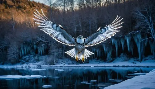 white eagle,owl background,dove of peace,bird in flight,mongolian eagle,bird of prey,Photography,General,Fantasy