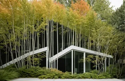 a building made out of tall trees and rocks,house in the forest,mirror house,bamboo forest,forest house,frame house,arbor,Photography,Fashion Photography,Fashion Photography 05