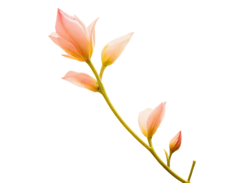 flowers png,grass lily,grape-grass lily,tulip background,flower background,watsonia,tuberose,nerine,zephyranthes,elymus,palm lily,grass blossom,decorative flower,spikelets,ikebana,floral digital background,blooming grass,spring leaf background,flower wallpaper,tillandsia,Photography,Artistic Photography,Artistic Photography 10