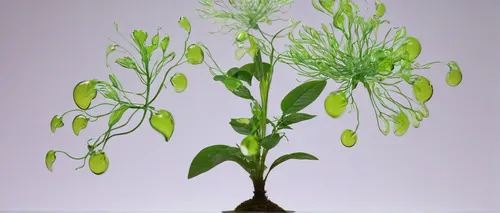 Craft a humorous dialogue between a scientist and a talking acid-spitting plant.,ornithogalum umbellatum,ikebana,trifolium medium,ornithogalum,allium sativum,flowers png,flower vase,shrub celery,celer