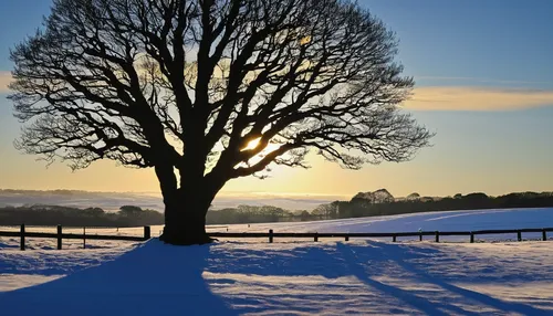 Winter Sun - The Curragh, Co. Kildare by Gerry Chaney,snow tree,snowy landscape,snowy tree,winter tree,snow landscape,winter landscape,wintry,winter light,bare tree,winter morning,trossachs national p