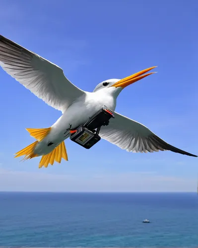 In a futuristic world, describe a drone specially designed to study the behavior of royal terns.,pacific gull,royal tern,tern bird,tern flying,orange gull,seagull,sea-gull,seagull in flight,indian sea