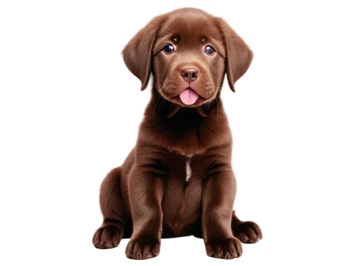 chocolate labrador,chocolate lab,labrador retriever,bloodhound,german longhaired pointer,brown dog,vizsla,dog illustration,labrador,bloodhounds,vizla,dogue de bordeaux,dog drawing,doberman,labradoodle,weimaraner,rhodesian ridgeback,hessel,wirehaired,wispa,Photography,Documentary Photography,Documentary Photography 37