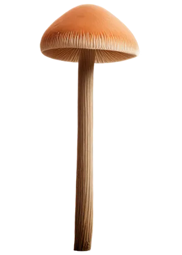 mushroom type,anti-cancer mushroom,champignon mushroom,mushroom,forest mushroom,agaricaceae,mushroom hat,tree mushroom,edible mushroom,small mushroom,lingzhi mushroom,fungus,medicinal mushroom,enokitake,club mushroom,amanita,yellow mushroom,toadstool,mushroom landscape,toadstools,Illustration,Japanese style,Japanese Style 08