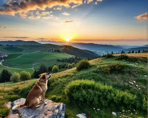 bavarian mountain hound,appenzeller sennenhund,pyrenean shepherd,dog hiking,tyrolean hound,anatolian shepherd dog,carpathian shepherd dog,shepherd dog,pyrenean mastiff,estrela mountain dog,basque shepherd dog,bohemian shepherd,alsatian,carpathians,romanian mioritic shepherd dog,montenegrin mountain hound,beautiful landscape,english shepherd,austrian pinscher,eastern switzerland