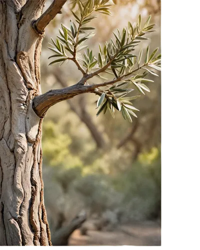 argan tree,olive tree,argan trees,olive grove,dacrydium,olive field,sheoak,pinyon,pine tree branch,tamarisk,juniperus,canarian dragon tree,corymbia,stringybark,eucalypt,jojoba oil,toyon,eucalypts,vachellia,pine branches,Photography,Documentary Photography,Documentary Photography 26