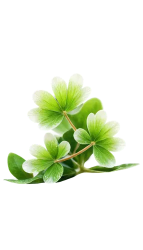 spring leaf background,green leaves,maidenhair,green wallpaper,clover leaves,leaf background,green background,parsley leaves,green leaf,five-leaf clover,four-leaf clover,nature background,clovers,leaf green,flower background,three leaf clover,spring background,4-leaf clover,flowers png,four leaf clover,Illustration,American Style,American Style 02