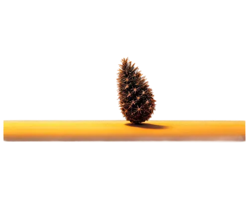 conifer cone,pine cone ornament,pine cone,pinecone,fir cone,pine cone pattern,conifer cones,light cone,cone,fir tree silhouette,fir tree,picea,cone shape,kerschbaum,spruce cones,fir tree decorations,banksia,cupressaceae,pine flower,gymnosperm,Conceptual Art,Oil color,Oil Color 02