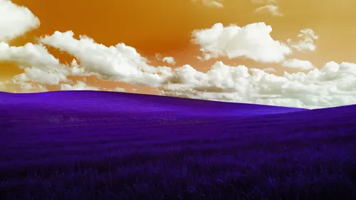 purple landscape,lavender field,lavender fields,lavenders,lavander,purple pageantry winds,wall,landscape background,purple wallpaper,the lavender flower,3d background,violet colour,lavender,virtual landscape,lavendar,purple background,provence,sailing blue purple,purpleabstract,grasslands