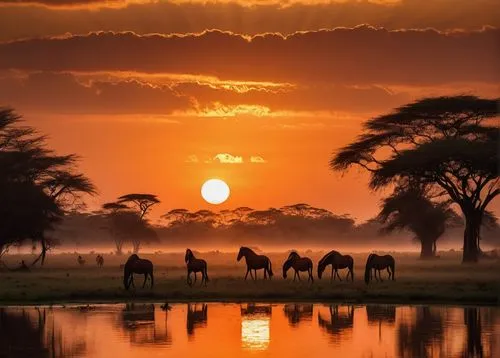 africa,camels,east africa,afrika,serengeti,tsavo,african elephants,africano,animal silhouettes,afrique,watering hole,savane,africas,waterhole,giraffes,dromedaries,kenya africa,africaines,amboseli,arabian horses,Photography,General,Cinematic