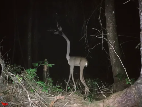 male deer,whitetail,glowing antlers,white-tailed deer,bucks,whitetail buck,european deer,young deer,young-deer,black doe,slender,doe,damm wild antler,pere davids male deer,free deer,deer-with-fawn,dee