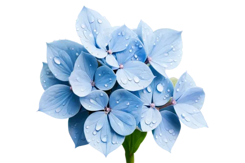 blue butterfly background,blue flower,blue petals,blu flower,blue flowers,flowers png,siberian squill,hyacinthoides,flower background,water flower,flower wallpaper,white floral background,flower illustrative,chionodes,delphinium,blue hydrangea,blue background,blue snowflake,dewdrop,delphiniums,Conceptual Art,Sci-Fi,Sci-Fi 07