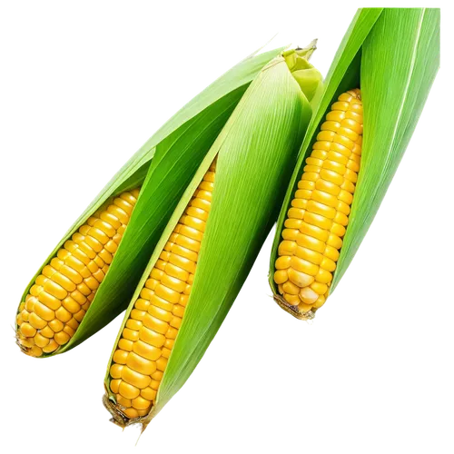 corncobs,maize,corn,corns,cornhusker,sweetcorn,playcorn,cecrops,cornelison,corn pattern,kernels,ornamental corn,cartoon corn,mycotoxins,corncob,cornelisz,corn ordinary,ears of corn,oldcorn,aflatoxin,Illustration,Japanese style,Japanese Style 15