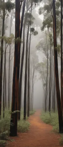 pine forest,foggy forest,forest path,tree lined path,forest walk,forest of dreams,chestnut forest,forest landscape,tropical and subtropical coniferous forests,deciduous forest,forest road,the mystical path,enchanted forest,hiking path,holy forest,herman national park,old-growth forest,wooden path,forest glade,fir forest,Conceptual Art,Daily,Daily 18