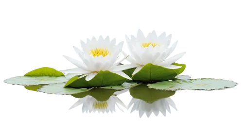 fragrant white water lily,water lily plate,lotus on pond,white water lilies,white water lily,lotus png,lotus flowers,water lotus,lotus leaf,lotus ffflower,lotus leaves,waterlily,lotus plants,lotuses,water lilies,flower of water-lily,water lilly,lotus flower,lotus effect,lotus,Art,Classical Oil Painting,Classical Oil Painting 32