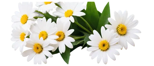 white daisies,shasta daisy,flowers png,pyrethrum,leucanthemum,daisy flowers,oxeye daisy,white anemones,chrysanthemum background,wood daisy background,camomile flower,snowdrop anemones,flower background,margueritte,the white chrysanthemum,marguerite daisy,common daisy,daisies,jonquils,daisy flower,Conceptual Art,Fantasy,Fantasy 16