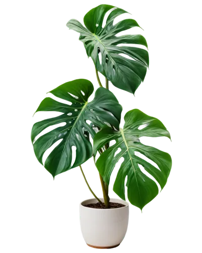 Monstera deliciosa, exotic plant, indoor pot, variegated leaves, holes on leaves, dark green color, waxy texture, stems climbing upwards, white flower, aerial roots, morning sunlight, 3/4 composition,