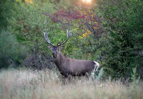 bull elk next to madison river,cervus elaphus,whitetail buck,red-necked buck,mule deer,bull elk resting