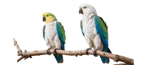 White parrot, exotic bird, vibrant green wings, yellow beak, bright blue eyes, fluffy feathers, perched on branch, looking up, morning sunlight, soft focus, shallow depth of field, warm color tone, ci