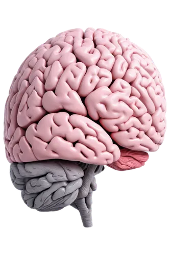 cerebrum,brain icon,brain structure,human brain,brain,acetylcholine,cognitive psychology,isolated product image,neurath,neurology,brainy,magnetic resonance imaging,bicycle helmet,emotional intelligence,the head of the,dopamine,neurotransmitter,the structure of the,cranium,sport climbing helmets,Art,Classical Oil Painting,Classical Oil Painting 13