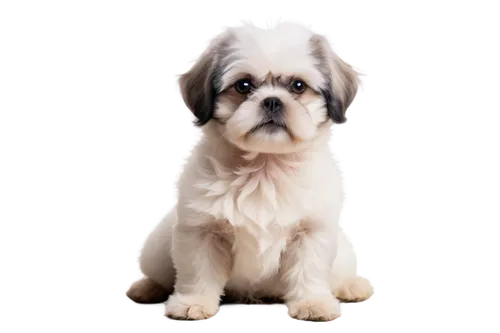 shih tzu,havanese,shih poo,pekinese,brachycephalic,cavalier king charles spaniel,huichon,dog pure-breed,bascomb,dog breed,shih,biewer yorkshire terrier,yorkshire terrier,dwarf bulldog,mixed breed dog,purebred dog,maltese,portrait background,dog photography,schnauzer,Photography,Fashion Photography,Fashion Photography 15