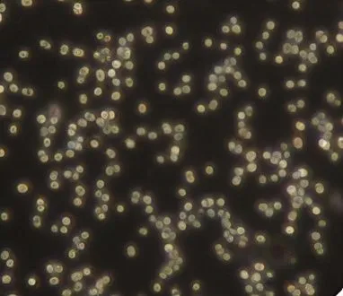 macrocystis pyrifera,koli bacteria,macrocystis,euphyllia paraancora,escherichia coli,spores,nymphalis xanthomelas,bacillus,qin leaf coral,bacterial species,chromosomes,globules,hofmannophila pseudospretella,fungal science,bacterium,myrciaria,euploea core,t-helper cell,bacteria,vaccaria hispanica