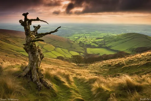 peak district,brecon beacons,yorkshire,lone tree,isolated tree,landscape photography,landscapes beautiful,lake district,yorkshire dales,fallen trees on the,exmoor,wales,derbyshire,north yorkshire moors,tree stump,moorland,three peaks,owl nature,bare tree,beautiful landscape,Illustration,Realistic Fantasy,Realistic Fantasy 37