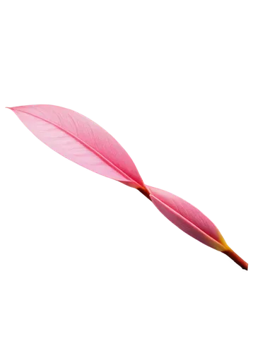 pink quill,feather pen,feather,heliconia,parrot feathers,pigeon feather,color feathers,bird feather,cherry twig,surfboard fin,feather on water,bird of paradise,origami paper plane,bird wing,chicken feather,hawk feather,palm leaf,feather carnation,magnolia leaf,fire kite,Illustration,Realistic Fantasy,Realistic Fantasy 45