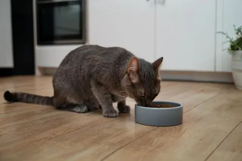 google-home-mini,cat drinking tea,google home,cat coffee,cat food,cat drinking water,food warmer,kitchen appliance accessory,smarthome,cat toy,gray cat,domestic cat,cat and mouse,pet food,wireless mou