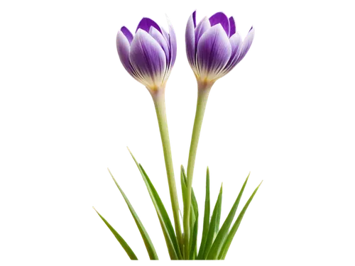 flowers png,purple crocus,crocus flowers,purple tulip,colchicum,flower background,crown chakra flower,tulip background,chive flower,grape-grass lily,flower wallpaper,tulipan violet,crocus,camassia,brodiaea,zephyranthes,lavender flower,pulsatilla,violet tulip,crocuses,Conceptual Art,Sci-Fi,Sci-Fi 19