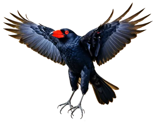 alpine chough,black macaws sari,bird png,3d crow,ivory-billed woodpecker,corvus corone,corvus corax,crimson rosella,crows bird,corvidae,falco peregrinus,california condor,corvus frugilegus,crow-like bird,haematopus ostralegus,turkey vulture,corvus monedula,new caledonian crow,corvus,galliformes,Art,Artistic Painting,Artistic Painting 01