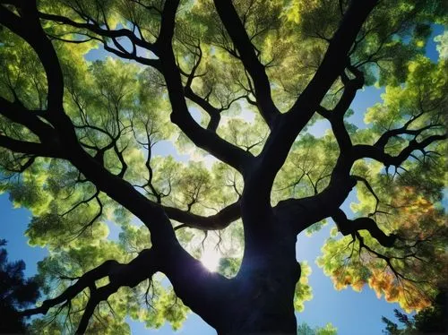 tree canopy,oak tree,arboreal,arbre,deciduous tree,upward tree position,tree,canopy,ornamental tree,tree silhouette,bodhi tree,tree leaves,flourishing tree,treetop,linden tree,dappled,oaktree,plane trees,cottonwoods,tree branches,Photography,Artistic Photography,Artistic Photography 02