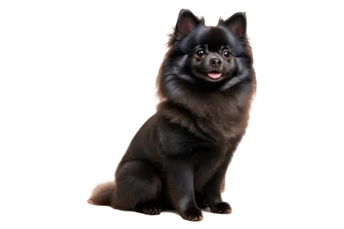 black german shepherd,belgian shepherd dog,black shepherd,german shepherd,german shepherd dog,melanism,elkhound,tervuren,wolstein,gsd,blackwolf,pet black,osita,derivable,ein,leonberg,pomeranian,kelpie,alsatian,old german shepherd dog,Illustration,Japanese style,Japanese Style 11