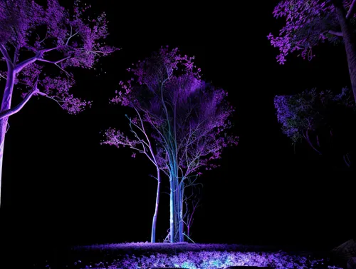 vivid sydney,landscape design sydney,landscape designers sydney,gum trees,landscape lighting,the park at night,lightpainting,tree grove,dark park,magic tree,ultraviolet,garden design sydney,isolated tree,nightscape,purpleabstract,light paint,jacaranda trees,trees,tree lights,creepy tree