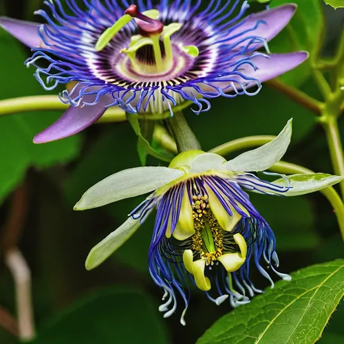 passionflower caerulea,passiflora caerulea,passion flowers,passion fruit flower,blue passion flower,passion flower vine,passiflora edulis,passion flower family,purple passionflower,big passion fruit flower,passiflora,blue passion flower butterflies,passionflower,passiflora vitifolia,purple passion flower,passion flower,passion flower bloom,common passion flower,passion flower tendrils,passiflora sp,Photography,Documentary Photography,Documentary Photography 25