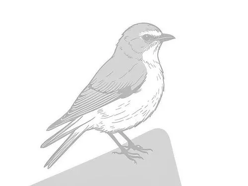 a drawing of a bird sitting on a corner,line art birds,bird png,bird drawing,bird outline,mountain jackdaw,bird illustration,burd,bird robin,small bird,currawong,berd,an ornamental bird,crows bird,jac