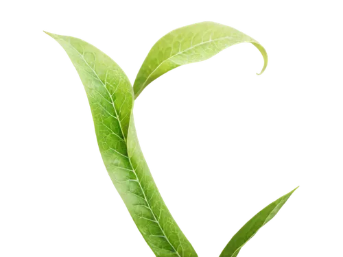 Colorful flowers, petals unfolding, delicate stems, green leaves, vines entwined, morning dew, soft natural light, 3/4 composition, shallow depth of field, warm color tone, cinematic lighting, macro s