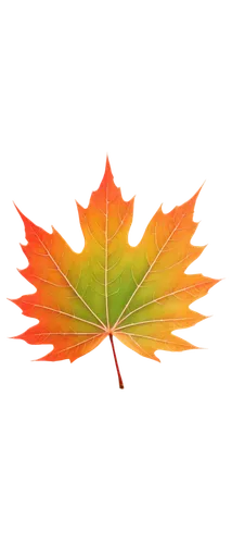 red maple leaf,leaf background,yellow maple leaf,maple leaf,maple leaf red,maple leave,maple foliage,autumn leaf paper,leaf rectangle,fall leaf,leaf maple,spring leaf background,fan leaf,fall leaf border,autumn leaf,fallen oak leaf,thunberg's fan maple,maple leaves,trumpet leaf,red leaf,Illustration,Realistic Fantasy,Realistic Fantasy 32