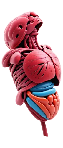 human internal organ,rmuscles,muscular system,coronary vascular,medical illustration,circulatory system,digestive system,reflex foot kidney,coronary artery,strozzapreti,motor skills toy,intestines,cerebrum,human digestive system,brain structure,kidney,connective tissue,human body anatomy,circulatory,brain icon,Illustration,Realistic Fantasy,Realistic Fantasy 25